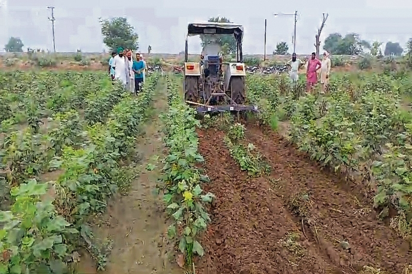 ਤੁੰਗਵਾਲੀ ਦੇ ਕਿਸਾਨ ਨੇ ਤਿੰਨ ਏਕੜ ਨਰਮੇ ਦੀ ਫ਼ਸਲ ਵਾਹੀ