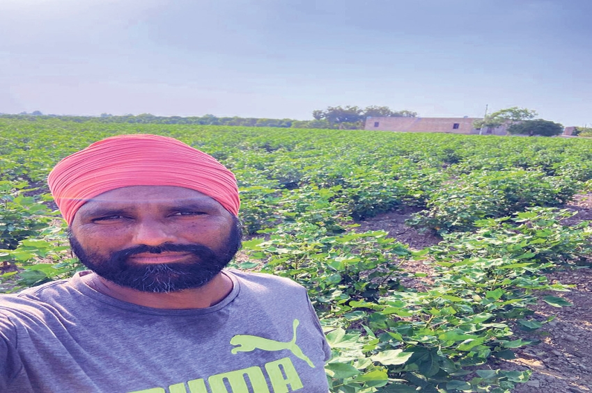 ਪੰਜਾਬ ਵਿੱਚ ਨਰਮੇ ਦੀ ਫ਼ਸਲ &rsquo;ਤੇ ਗੁਲਾਬੀ ਸੁੰਡੀ ਦਾ ਹਮਲਾ