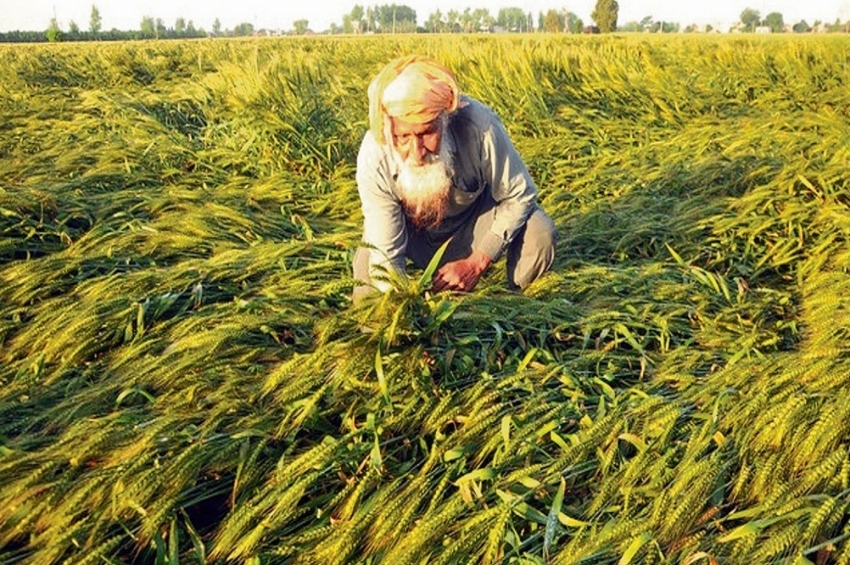 ਬਠਿੰਡਾ-ਸੰਗਰੂਰ ਜ਼ਿਲ੍ਹੇ ਲਈ ਫ਼ਸਲੀ ਮੁਆਵਜ਼ੇ ਨੂੰ ਹਰੀ ਝੰਡੀ