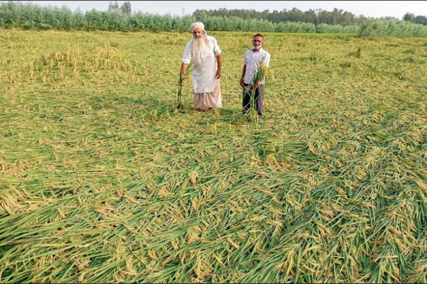 ਮੀਂਹ ਤੇ ਤੇਜ਼ ਹਵਾਵਾਂ ਨੇ ਕਿਸਾਨ ਫ਼ਿਕਰਾਂ ’ਚ ਪਾਏ