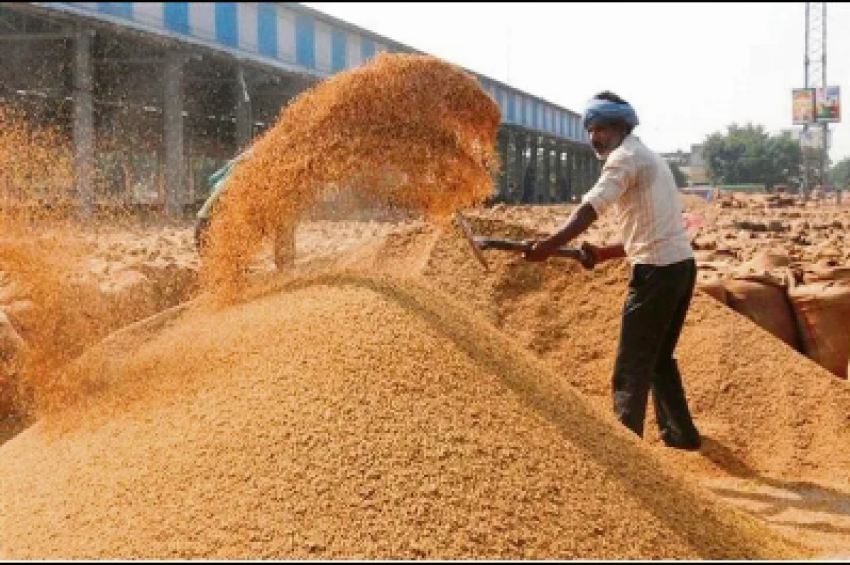 ਝੋਨੇ ਦਾ ਝਾੜ: ਦੀ ਕਿਸਾਨੀ ਨੂੰ ਲੱਗੇਗਾ 3500 ਕਰੋੜ ਦਾ ਰਗੜਾ!