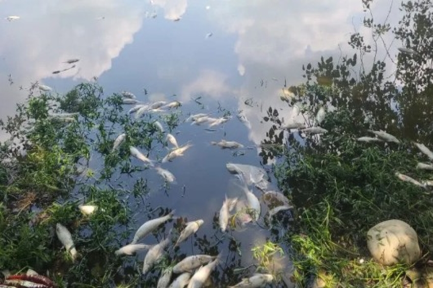 ਰੋਪੜ ਦੇ ਪਿੰਡ ਨਿੱਕੂ ਨੰਗਲ &rsquo;ਚ ਵੱਡੀ ਗਿਣਤੀ ਮੱਛੀਆਂ ਮਰੀਆਂ ਮਿਲਣ ਕਾਰਨ ਦਹਿਸ਼ਤ ਫੈਲੀ