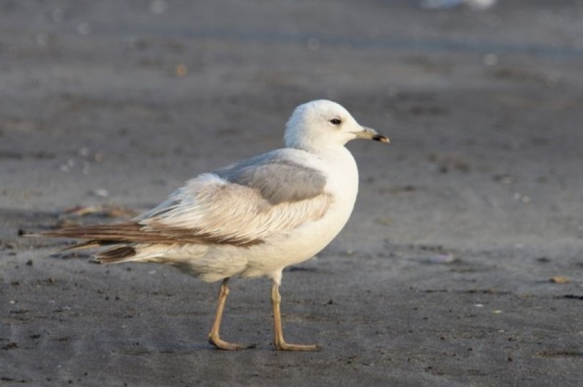 ਭਾਰਤ ਵਿੱਚ ਸੀਗਲ ਪੰਛੀ ਨਾਲ ਲੱਗਿਆ ਚੀਨੀ GPS ਟਰੈਕਰ ਮਿਲਿਆ; ਜਾਂਚ ਸ਼ੁਰੂ